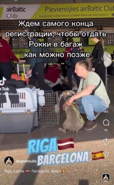 International dog relocation case: Spain