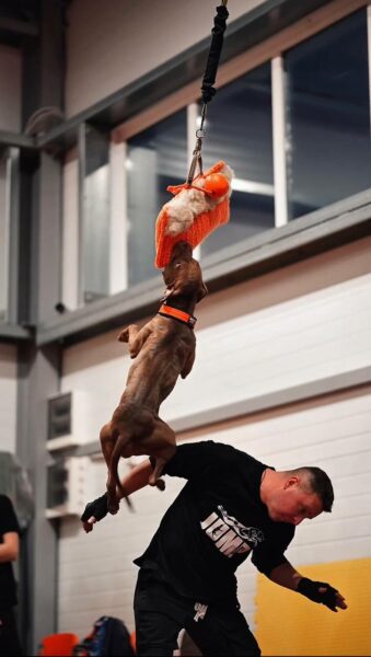 Is pitbull legal in Poland?