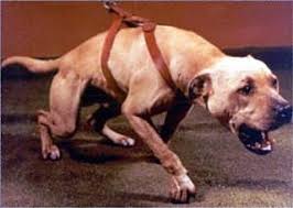 Jeep apbt bloodlines in Dognik Bulls american pitbull terrier kennel Europe