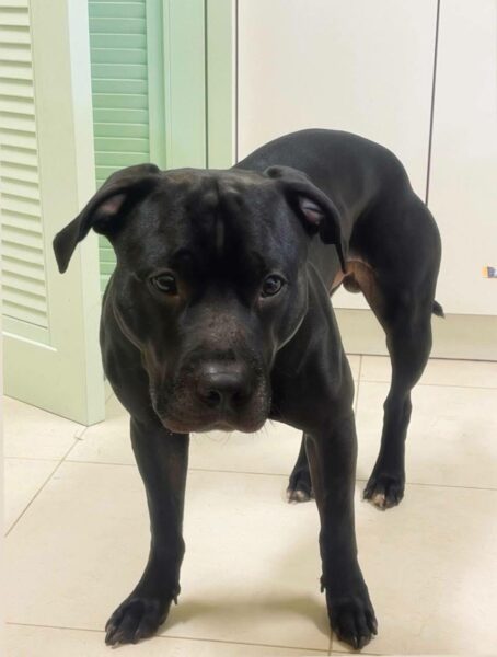 Lonzo american pitbull terrier bloodline in Dognik Bulls kennel