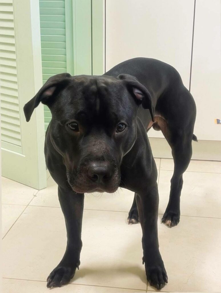 Lonzo american pitbull terrier bloodline in Dognik Bulls kennel