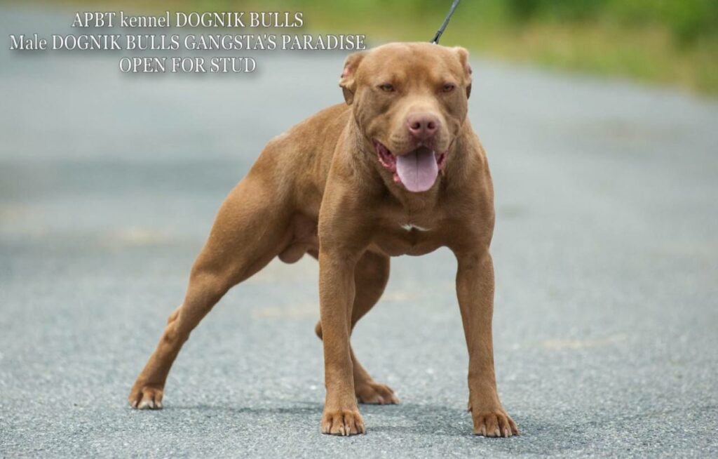 American pitbull terrier Dognik Bulls Gangsta's Paradise. APBT open for stud. We have puppies for sale off this pitbull male right now