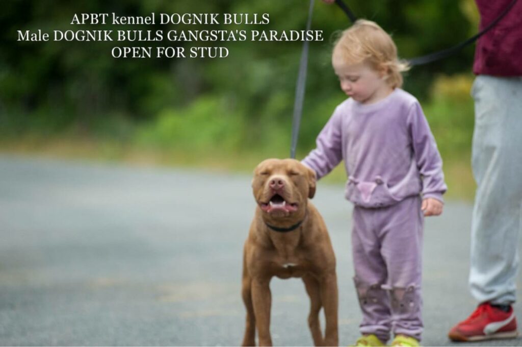 American pitbull terrier Dognik Bulls Gangsta's Paradise. APBT open for stud. We have puppies for sale off this pitbull male right now