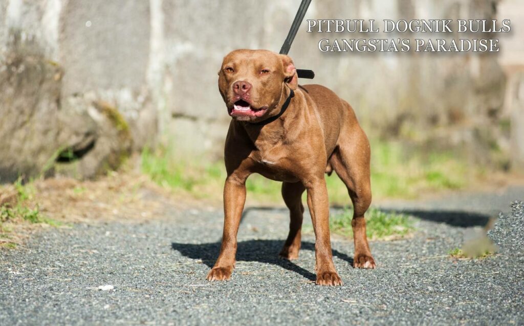 American pitbull terrier Dognik Bulls Gangsta's Paradise, open for stud. Located in Spain