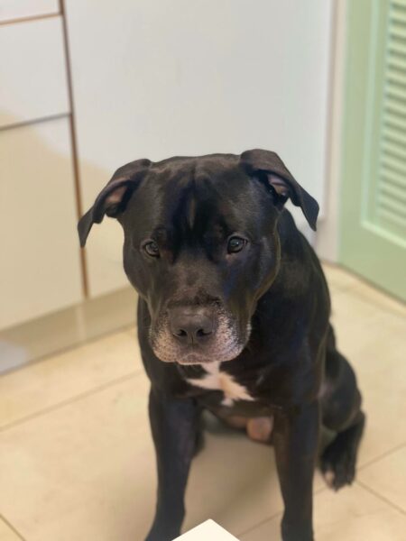 Pitbull in Finland – what does the name really mean