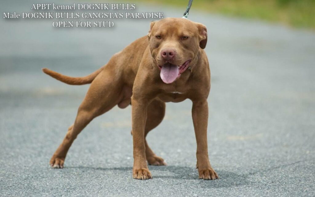 American pitbull terrier Dognik Bulls Gangsta's Paradise. APBT open for stud. We have puppies for sale off this pitbull male right now