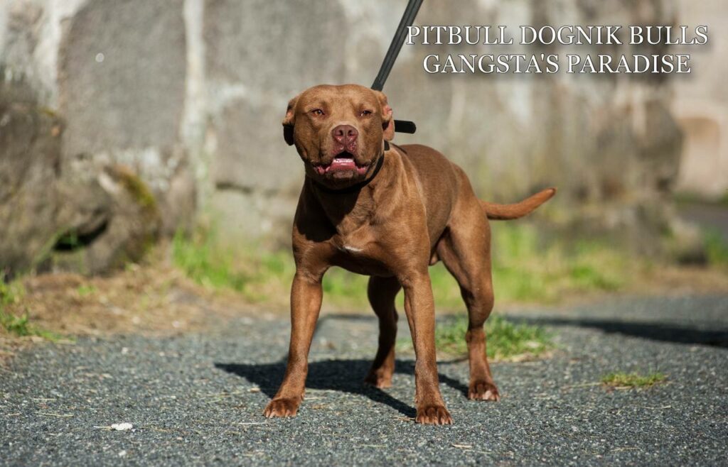 American pitbull terrier Dognik Bulls Gangsta's Paradise, open for stud. Located in Spain