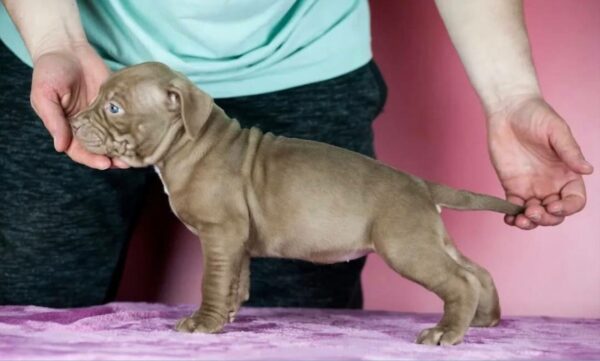 Pitbull pentu Suomessa – mitä tulevan omistajan tulee tietää