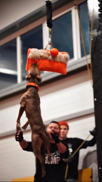 Pitbull puppies for sale in Poland