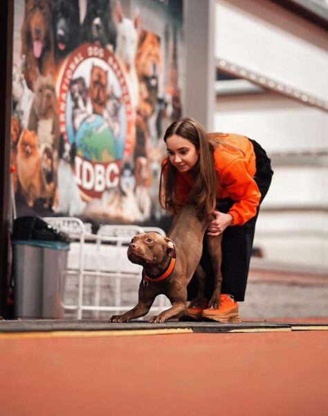Pitbull puppies in Gdańsk