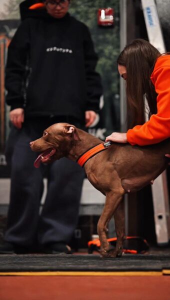 Pitbull puppies in Kraków