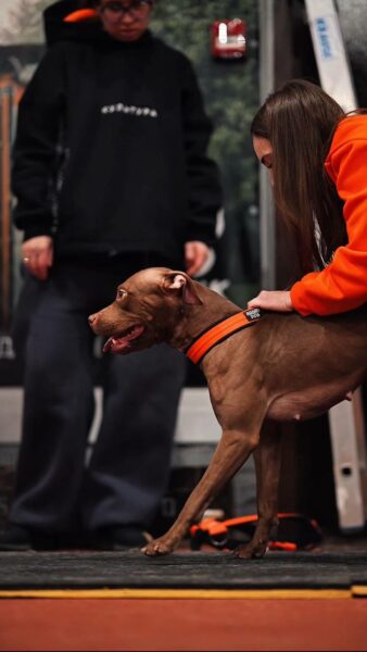 Pitbull puppies in Łódź