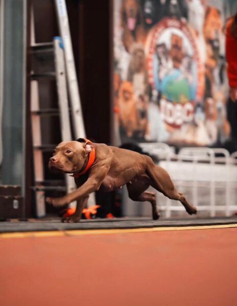 Pitbull puppies in Poznań