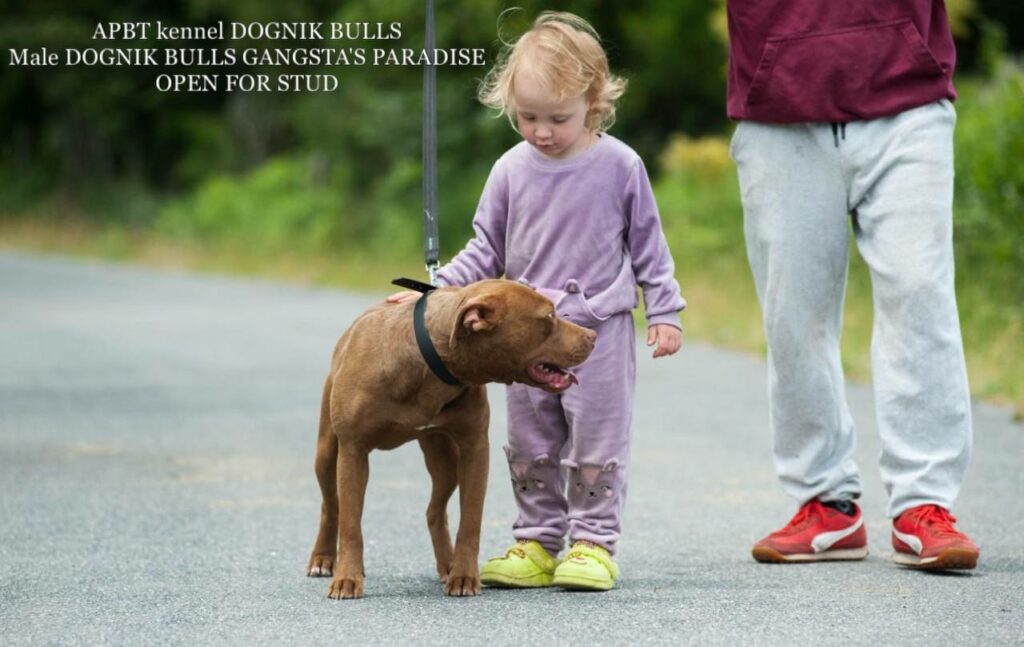 American pitbull terrier Dognik Bulls Gangsta's Paradise. APBT open for stud. We have puppies for sale off this pitbull male right now