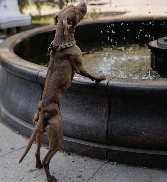 Pitbull Suomessa – mitä pitbull oikeasti tarkoittaa