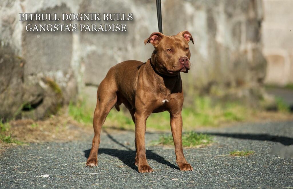 American pitbull terrier Dognik Bulls Gangsta's Paradise, open for stud. Located in Spain
