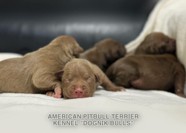 Pitbull apbt puppy logistics in Europe