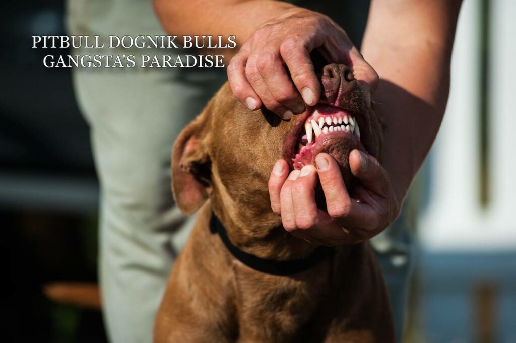 American pitbull terrier Dognik Bulls Gangsta's Paradise, open for stud. Located in Spain