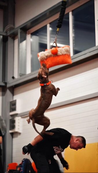 Pitbull vs Amstaff in Poland