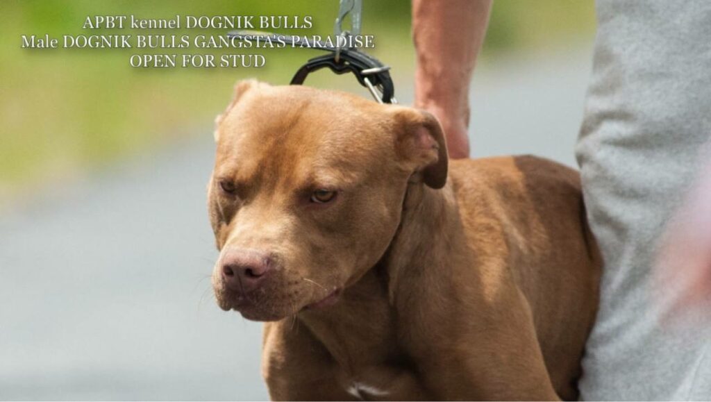 American pitbull terrier Dognik Bulls Gangsta's Paradise. APBT open for stud. We have puppies for sale off this pitbull male right now