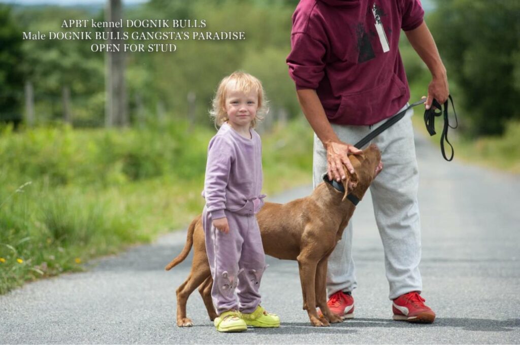 American pitbull terrier Dognik Bulls Gangsta's Paradise. APBT open for stud. We have puppies for sale off this pitbull male right now