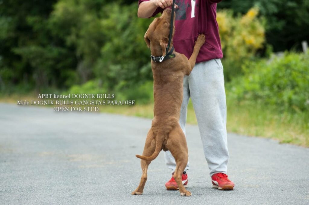 American pitbull terrier Dognik Bulls Gangsta's Paradise. APBT open for stud. We have puppies for sale off this pitbull male right now