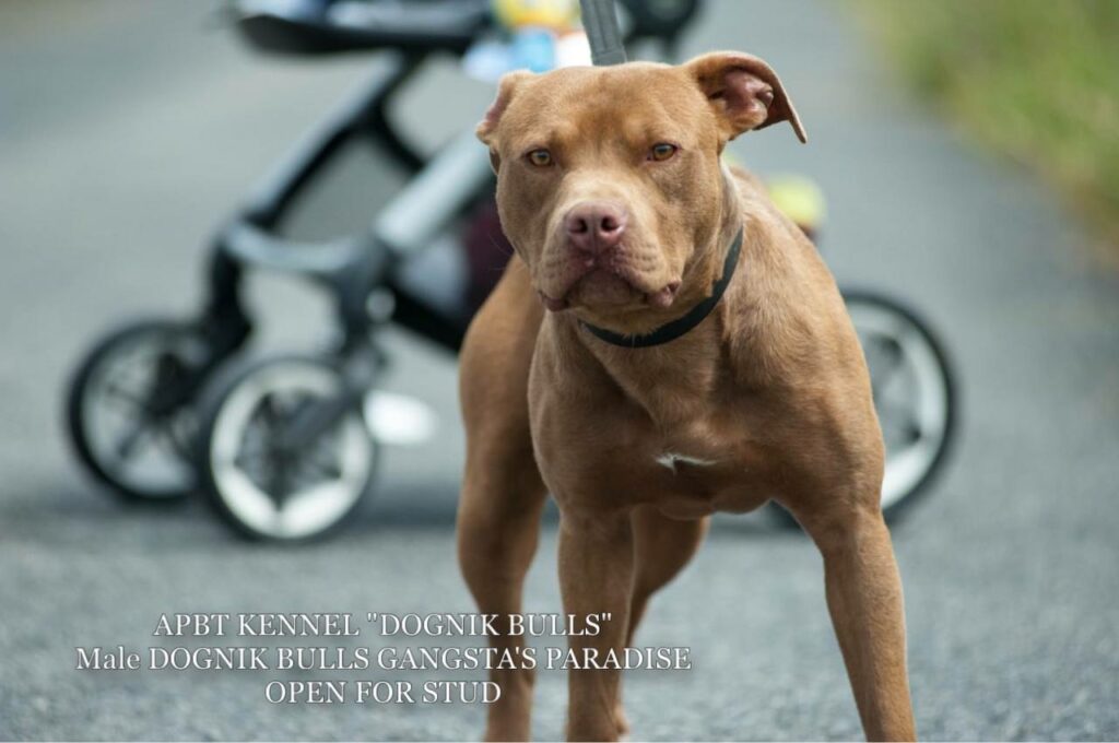 American pitbull terrier Dognik Bulls Gangsta's Paradise. APBT open for stud. We have puppies for sale off this pitbull male right now