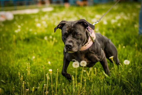 Rabies rules for dogs entering Finland