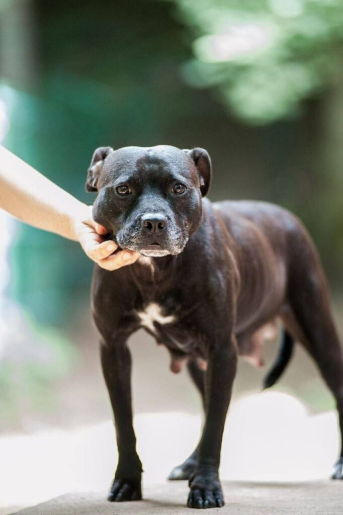 Radonjic (Komany) bloodline at Dognik Bulls kennel american pitbull terrier