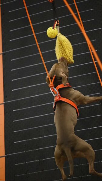 Real american pitbull terrier (APBT)