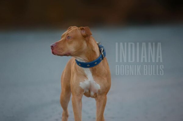 American pitbull terrier Red Alert bloodline. In European apbt kennel Dognik Bulls