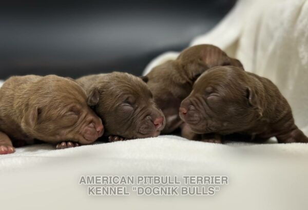 Pitbull apbt puppy logistics in Europe