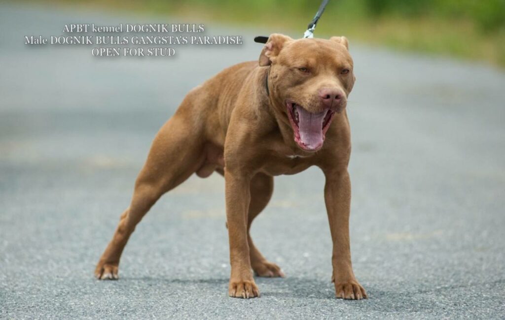 American pitbull terrier Dognik Bulls Gangsta's Paradise. APBT open for stud. We have puppies for sale off this pitbull male right now