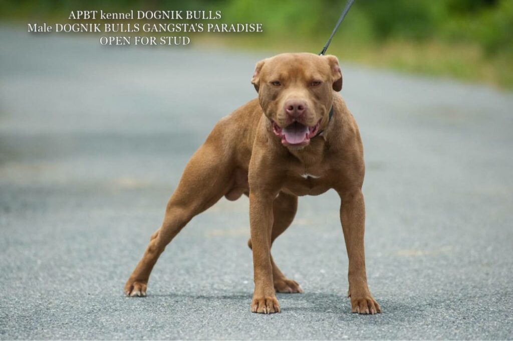 American pitbull terrier Dognik Bulls Gangsta's Paradise. APBT open for stud. We have puppies for sale off this pitbull male right now