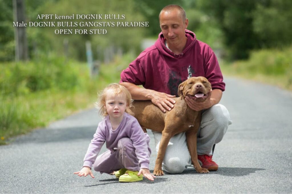 American pitbull terrier Dognik Bulls Gangsta's Paradise. APBT open for stud. We have puppies for sale off this pitbull male right now