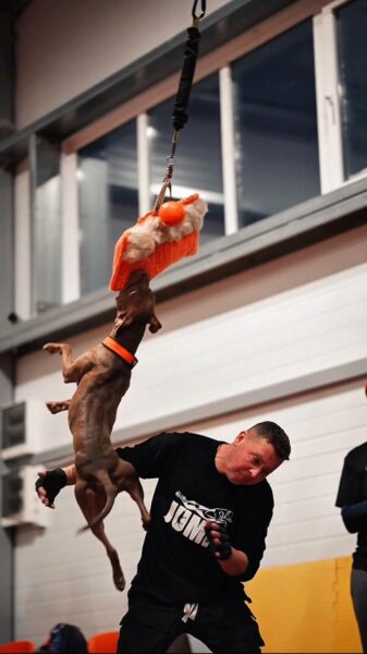 Sport pitbulls in Poland