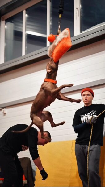 Sport training for pitbulls in Poland