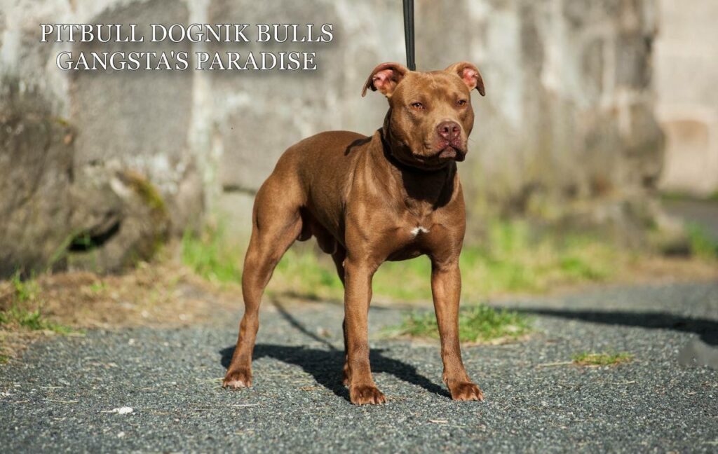 American pitbull terrier Dognik Bulls Gangsta's Paradise, open for stud. Located in Spain