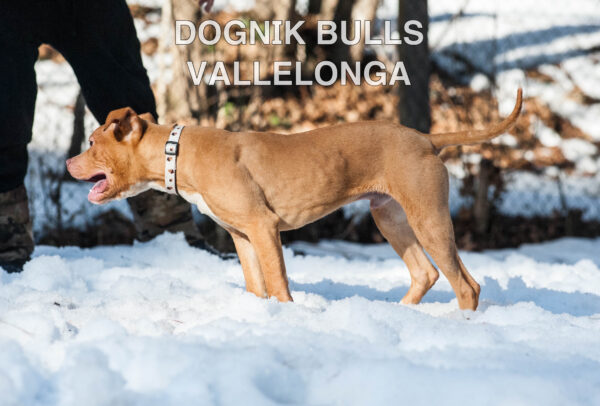 Американский питбультерьер Dognik Bulls Vallelonga. Питомник питбулей Европа- Dognik Bulls. В нашем питомнике американских питбультерьеров Dognik Bulls можно купить щенка питбуля с документами, родословной, микрочипом. Доставка щенков питбуля по всему миру
