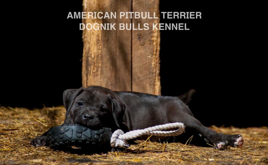 Black american pitbull terrier female for sale from Dognik Bulls kennel. All documents are included. Price 2000 euro