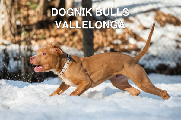 Американский питбультерьер Dognik Bulls Vallelonga. Питомник питбулей Европа- Dognik Bulls. В нашем питомнике американских питбультерьеров Dognik Bulls можно купить щенка питбуля с документами, родословной, микрочипом. Доставка щенков питбуля по всему миру
