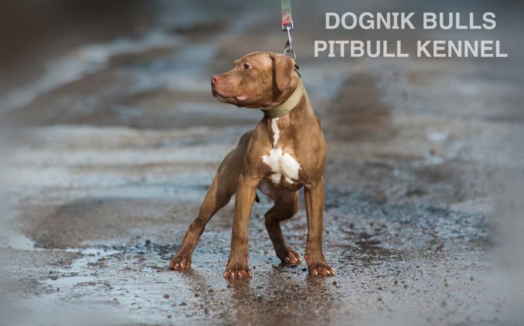 American pitbull terrier puppies for sale. Pitbull kennel Europe- Dognik Bulls. Breeding Millers Wild Storm aka Castle x Dognik Bulls Indiana. Pitbull puppies ready for reservation. With pedigree. Located in Europe