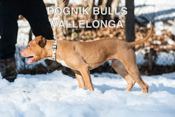 Американский питбультерьер Dognik Bulls Vallelonga. Питомник питбулей Европа- Dognik Bulls. В нашем питомнике американских питбультерьеров Dognik Bulls можно купить щенка питбуля с документами, родословной, микрочипом. Доставка щенков питбуля по всему миру
