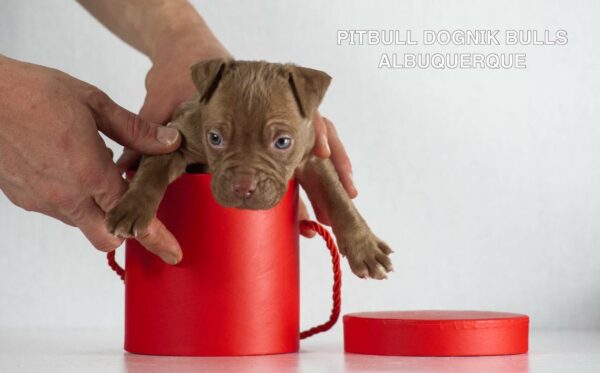 American pitbull terrier puppies for sale from Dognik Bulls kennel in Europe. Shipping worldwide. 