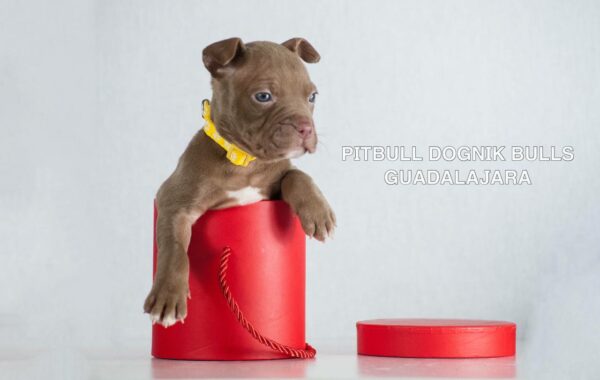 American pitbull terrier puppies for sale from Dognik Bulls kennel in Europe. Shipping worldwide. 