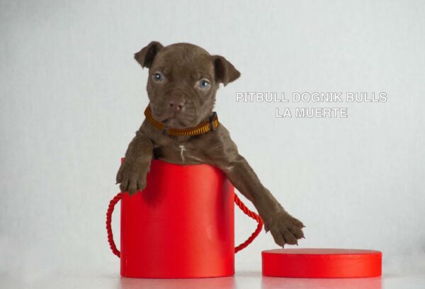 American pitbull terrier puppies for sale from Dognik Bulls kennel in Europe. Shipping worldwide. 