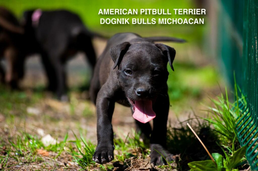 American pitbull terrier puppy Dognik Bulls Michoacan for sale