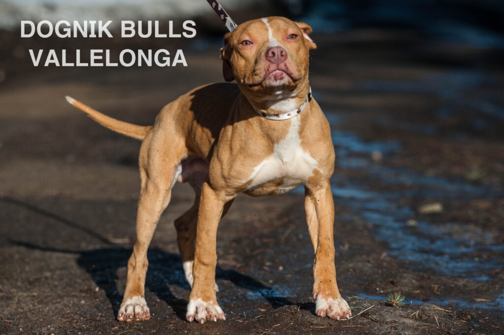 Американский питбультерьер Dognik Bulls Vallelonga. Питомник питбулей Европа- Dognik Bulls. В нашем питомнике американских питбультерьеров Dognik Bulls можно купить щенка питбуля с документами, родословной, микрочипом. Доставка щенков питбуля по всему миру