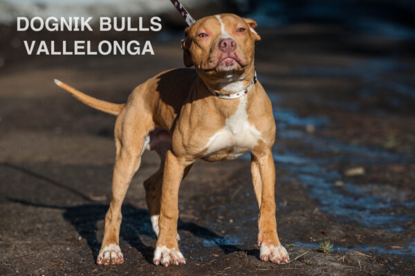 Американский питбультерьер Dognik Bulls Vallelonga. Питомник питбулей Европа- Dognik Bulls. В нашем питомнике американских питбультерьеров Dognik Bulls можно купить щенка питбуля с документами, родословной, микрочипом. Доставка щенков питбуля по всему миру
