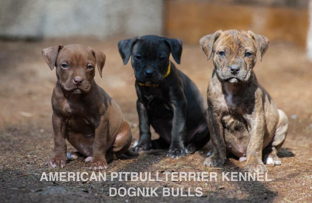 American pitbull terrier puppies for sale